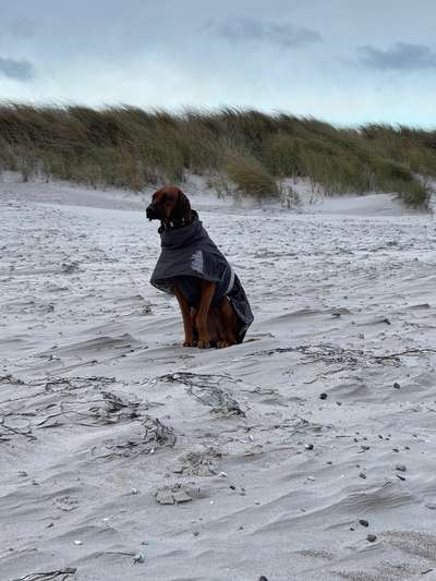 Rhodesian Ridgeback-Beitrag-Bild