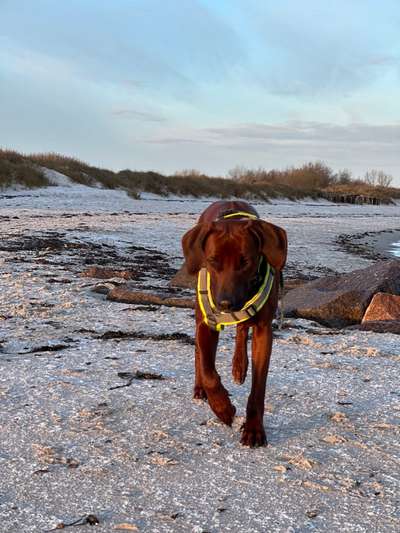 Rhodesian Ridgeback-Beitrag-Bild
