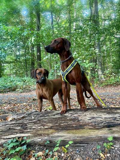 Rhodesian Ridgeback-Beitrag-Bild
