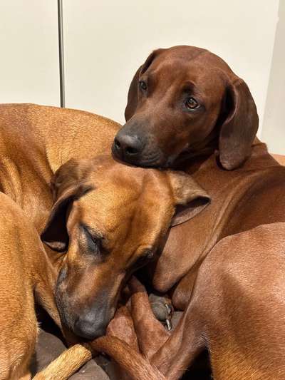 Rhodesian Ridgeback-Beitrag-Bild