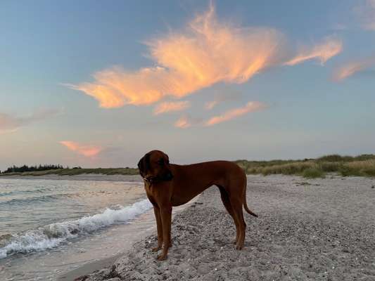Rhodesian Ridgeback-Beitrag-Bild