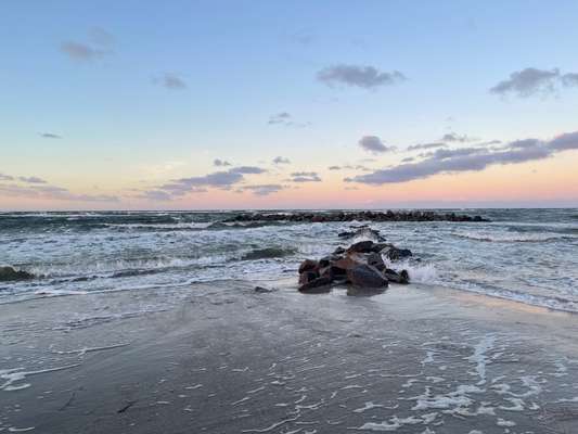 Rhodesian Ridgeback-Beitrag-Bild