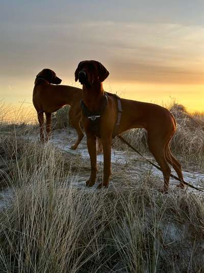 Rhodesian Ridgeback-Beitrag-Bild