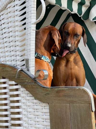 Rhodesian Ridgeback-Beitrag-Bild
