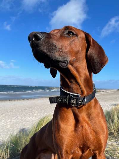 Rhodesian Ridgeback-Beitrag-Bild
