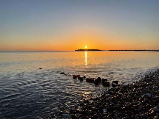 Rhodesian Ridgeback-Beitrag-Bild