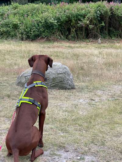 Rhodesian Ridgeback-Beitrag-Bild