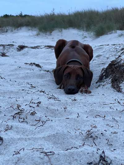 Rhodesian Ridgeback-Beitrag-Bild