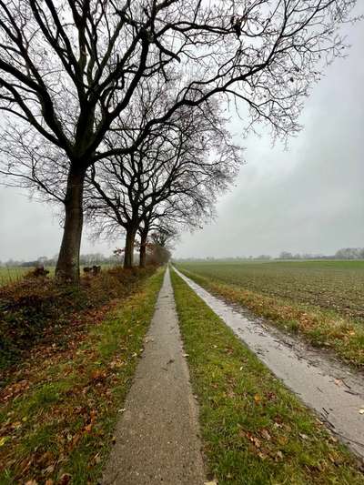 Rhodesian Ridgeback-Beitrag-Bild