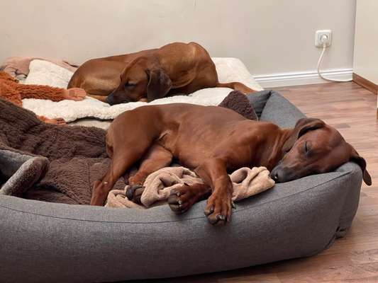 Rhodesian Ridgeback-Beitrag-Bild