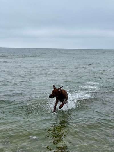 Rhodesian Ridgeback-Beitrag-Bild