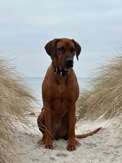 Rhodesian Ridgeback-Beitrag-Bild