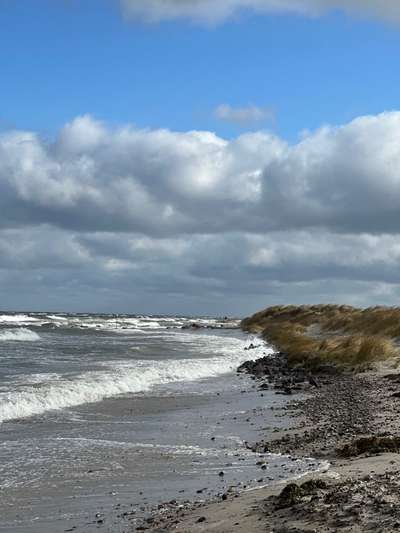 Rhodesian Ridgeback-Beitrag-Bild