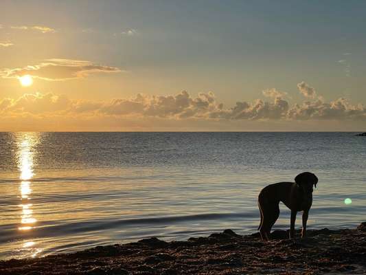 Rhodesian Ridgeback-Beitrag-Bild