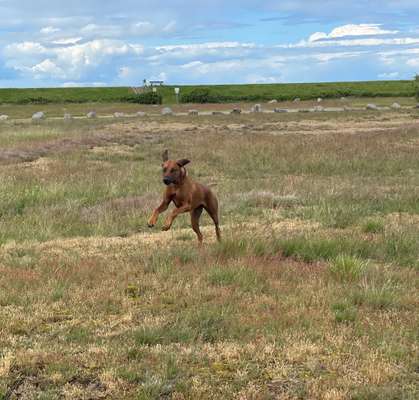 Rhodesian Ridgeback-Beitrag-Bild