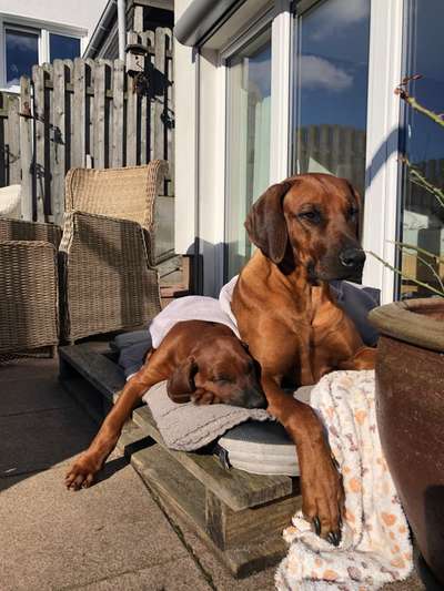 Rhodesian Ridgeback-Beitrag-Bild