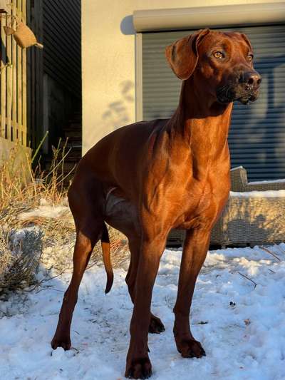 Rhodesian Ridgeback-Beitrag-Bild