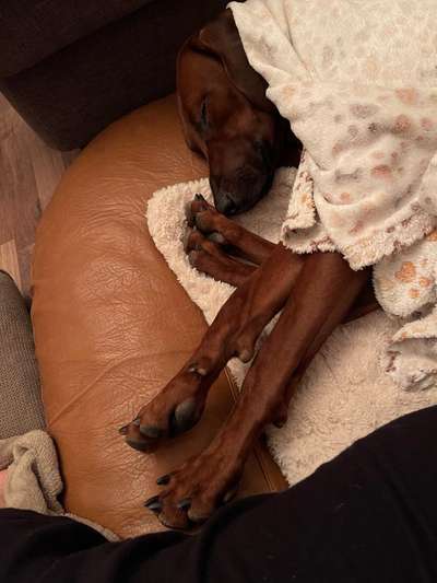Rhodesian Ridgeback-Beitrag-Bild