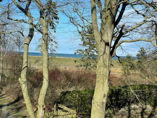 Rhodesian Ridgeback-Beitrag-Bild