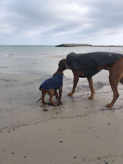 Rhodesian Ridgeback-Beitrag-Bild