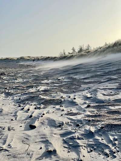 Rhodesian Ridgeback-Beitrag-Bild