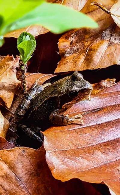 Rhodesian Ridgeback-Beitrag-Bild