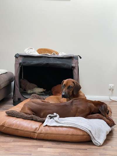 Rhodesian Ridgeback-Beitrag-Bild