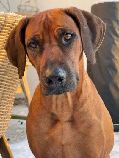Rhodesian Ridgeback-Beitrag-Bild