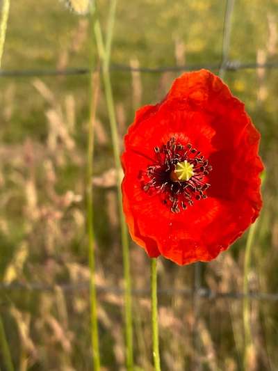 Rhodesian Ridgeback-Beitrag-Bild
