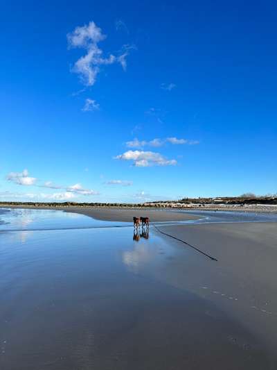 Rhodesian Ridgeback-Beitrag-Bild
