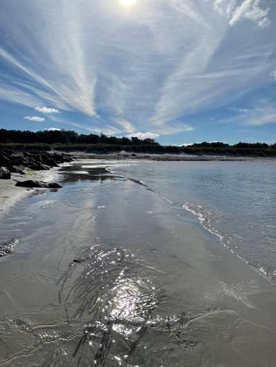 Rhodesian Ridgeback-Beitrag-Bild