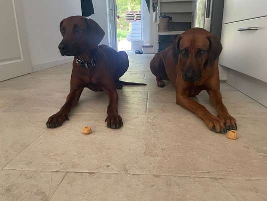 Rhodesian Ridgeback-Beitrag-Bild