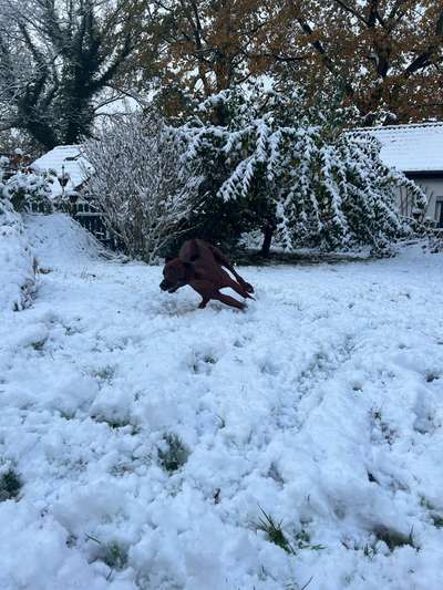 Rhodesian Ridgeback-Beitrag-Bild