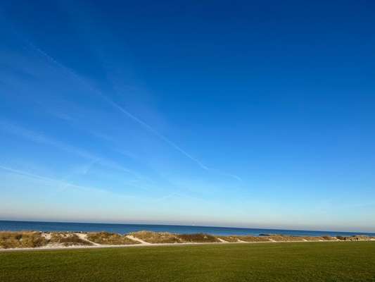 Rhodesian Ridgeback-Beitrag-Bild