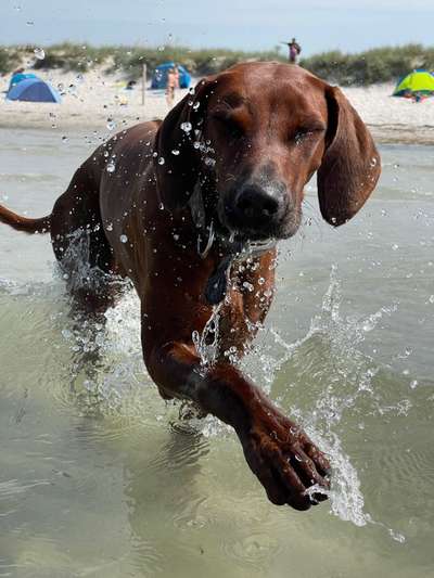 Rhodesian Ridgeback-Beitrag-Bild