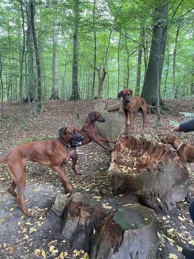 Rhodesian Ridgeback-Beitrag-Bild