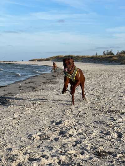 Rhodesian Ridgeback-Beitrag-Bild