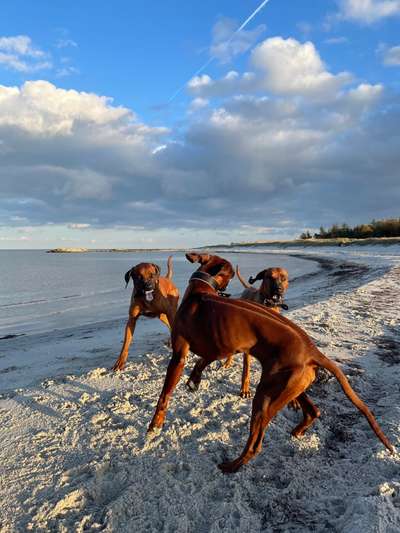 Rhodesian Ridgeback-Beitrag-Bild