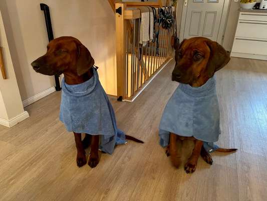 Rhodesian Ridgeback-Beitrag-Bild