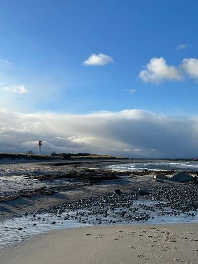 Rhodesian Ridgeback-Beitrag-Bild