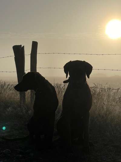 Rhodesian Ridgeback-Beitrag-Bild
