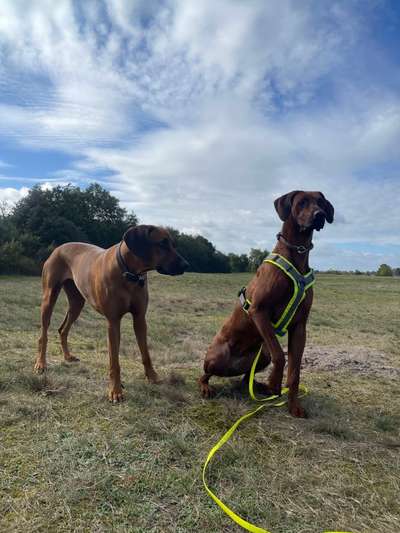 Rhodesian Ridgeback-Beitrag-Bild