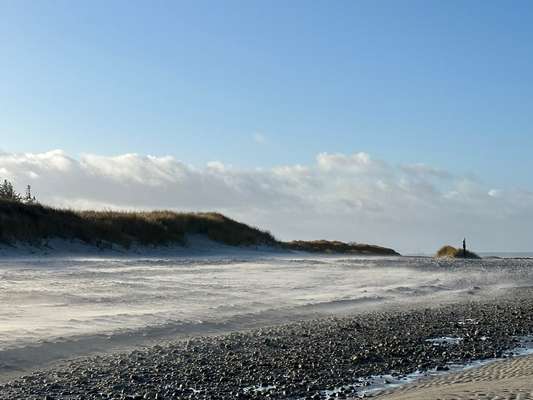 Rhodesian Ridgeback-Beitrag-Bild