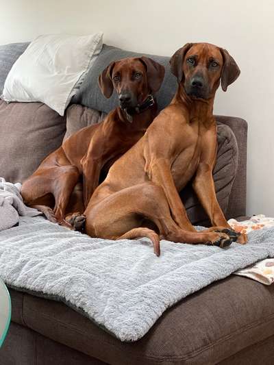 Rhodesian Ridgeback-Beitrag-Bild