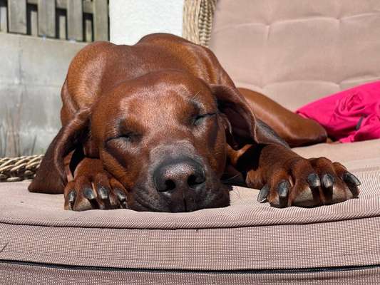 Rhodesian Ridgeback-Beitrag-Bild