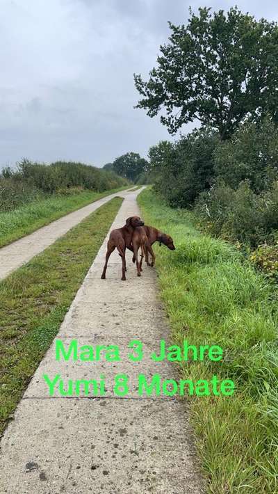 Rhodesian Ridgeback-Beitrag-Bild