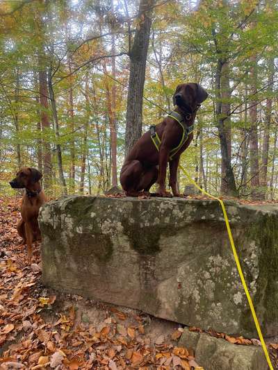 Rhodesian Ridgeback-Beitrag-Bild