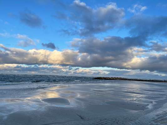 Rhodesian Ridgeback-Beitrag-Bild