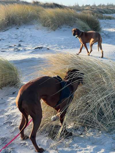 Rhodesian Ridgeback-Beitrag-Bild