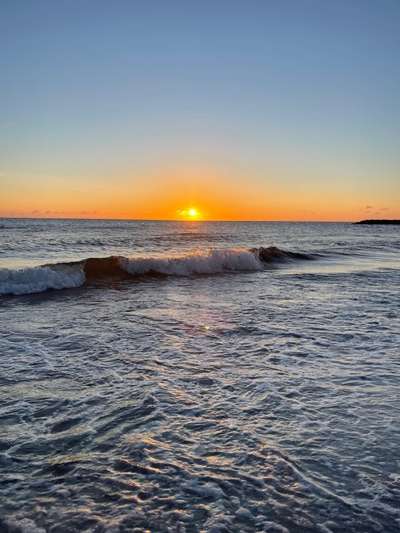 Rhodesian Ridgeback-Beitrag-Bild